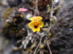 Wingstem monkeyflower (Erythranthe alsinoides)