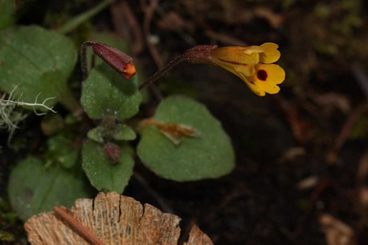 Wingstem monkeyflower: Wing-stem Monkey-flower, Chickweed Monkey-flower.