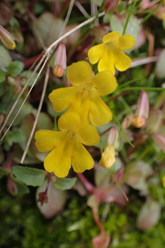 Wingstem monkeyflower (Erythranthe alsinoides)