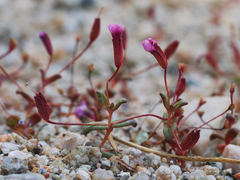 Rockjasmine monkeyflower (Erythranthe androsacea)