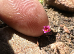 Rockjasmine monkeyflower (Erythranthe androsacea)