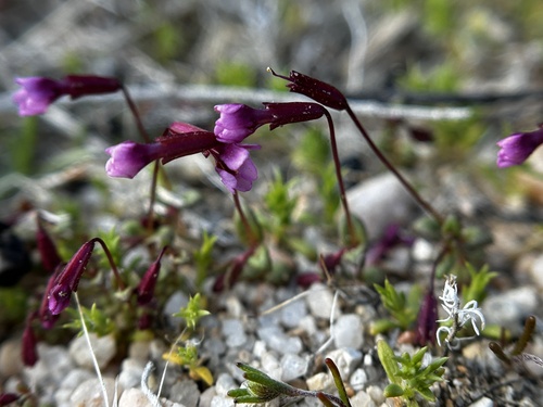 Rockjasmine monkeyflower (Erythranthe androsacea)
