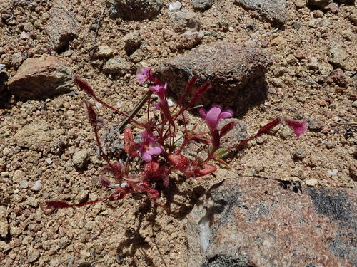 Rockjasmine monkeyflower (Erythranthe androsacea)