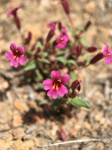 Rockjasmine monkeyflower (Erythranthe androsacea)