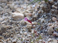 Rockjasmine monkeyflower (Erythranthe androsacea)