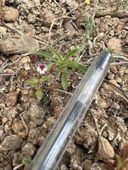 Rockjasmine monkeyflower (Erythranthe androsacea)