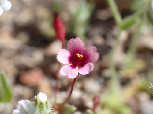 Rockjasmine monkeyflower (Erythranthe androsacea)