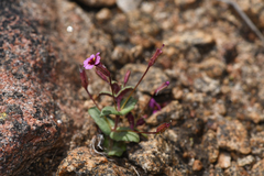 Rockjasmine monkeyflower (Erythranthe androsacea)