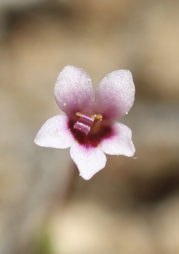 Rockjasmine monkeyflower (Erythranthe androsacea)
