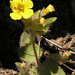 Erythranthe arenaria (Erythranthe arenaria)