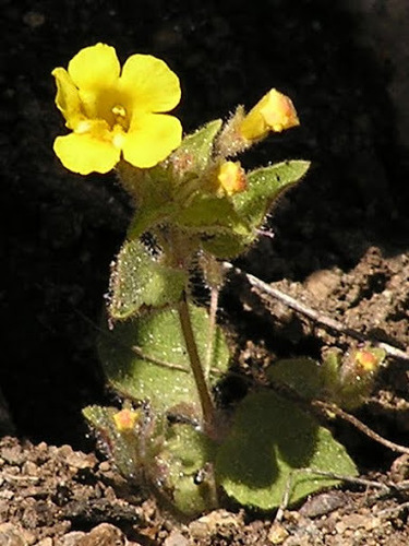 Erythranthe arenaria (Erythranthe arenaria)