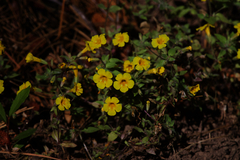 Erythranthe arenaria (Erythranthe arenaria)