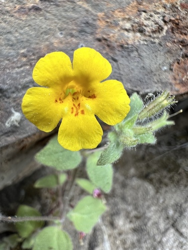 Erythranthe arenaria (Erythranthe arenaria)