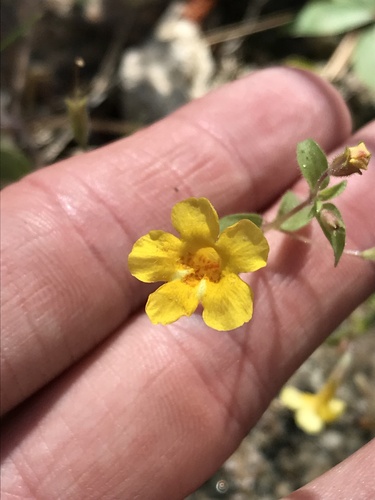 Erythranthe arenaria (Erythranthe arenaria)