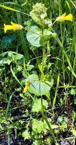 Erythranthe arvensis (Erythranthe arvensis)