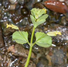 Erythranthe arvensis (Erythranthe arvensis)