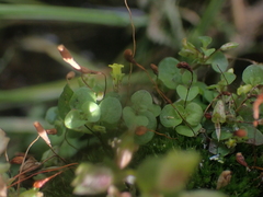 Erythranthe arvensis (Erythranthe arvensis)