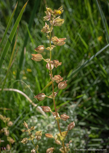 Erythranthe arvensis (Erythranthe arvensis)