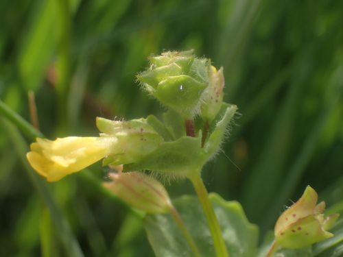 Erythranthe arvensis (Erythranthe arvensis)