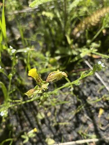 Erythranthe arvensis (Erythranthe arvensis)