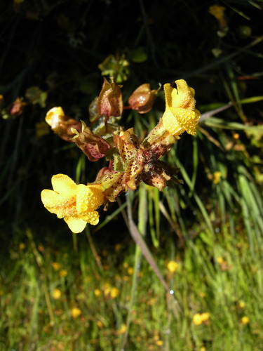 Erythranthe arvensis (Erythranthe arvensis)