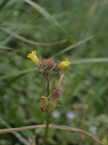 Erythranthe arvensis (Erythranthe arvensis)