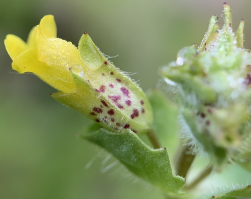 Erythranthe arvensis (Erythranthe arvensis)