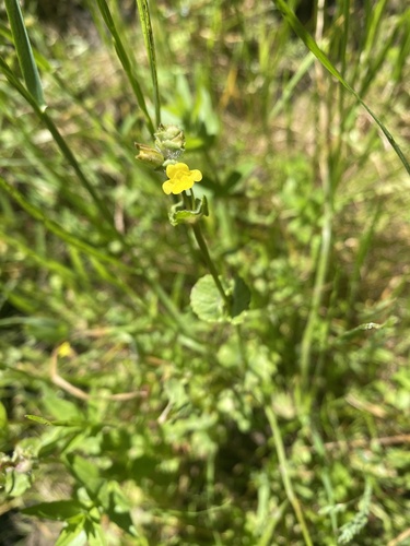 Erythranthe arvensis (Erythranthe arvensis)