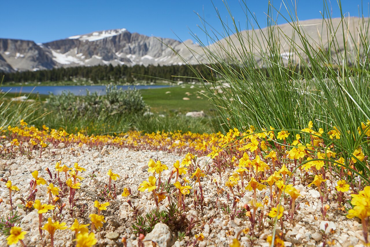 Erythranthe barbata: Erythranthe barbata (bearded monkeyflower) yellow morph in alpine habitat at 11000' elevation, southern Sierra Nevada, Cottonwood lakes basin. Photo taken in Au