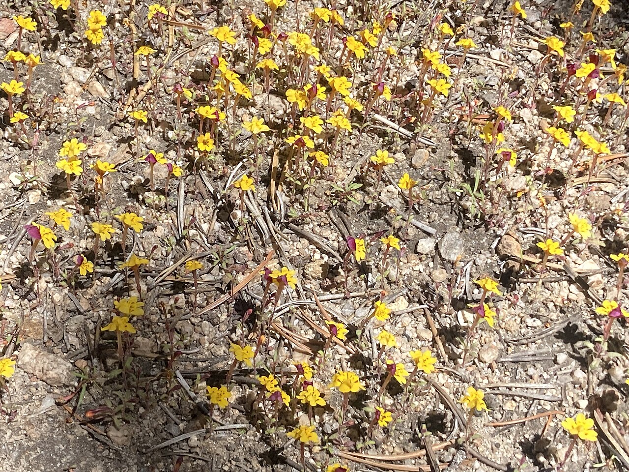 Erythranthe barbata: Erythranthe barbata (bicolor morph) growing in a mat in lodgepole-foxtail pine forest. South Sierra Nevada, near Horseshoe Meadows.