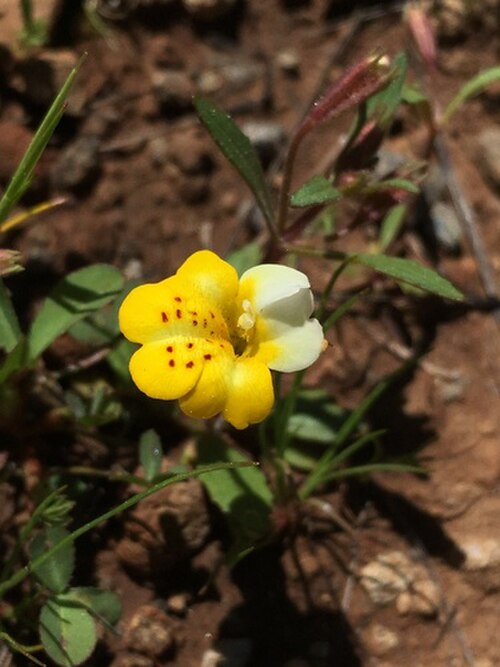 Yellow and white monkeyflower: Erythranthe bicolor