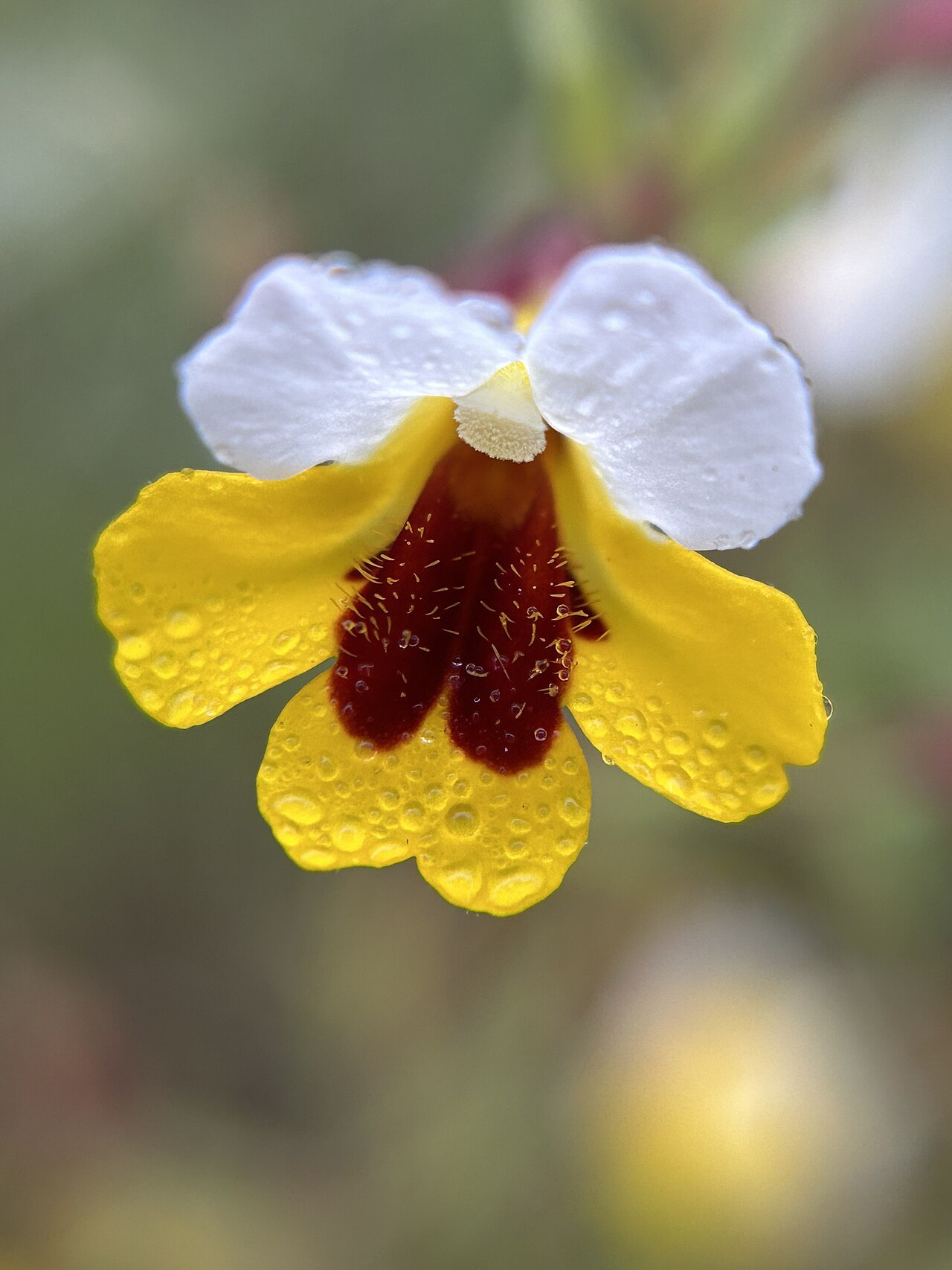 Yellow and white monkeyflower: Yellow and white monkeyflower ( Erythranthe bicolor ) in the United States