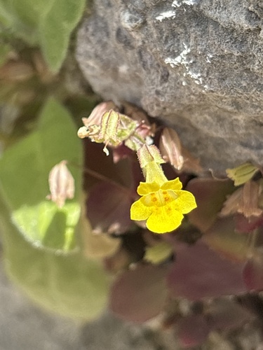 Erythranthe brevinasuta (Erythranthe brevinasuta)
