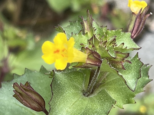 Erythranthe brevinasuta (Erythranthe brevinasuta)
