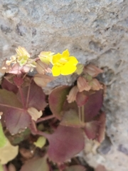Erythranthe brevinasuta (Erythranthe brevinasuta)