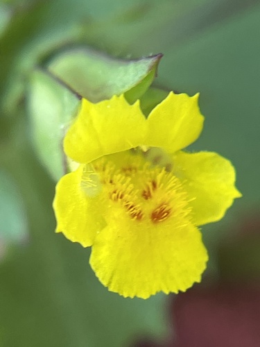 Erythranthe brevinasuta (Erythranthe brevinasuta)