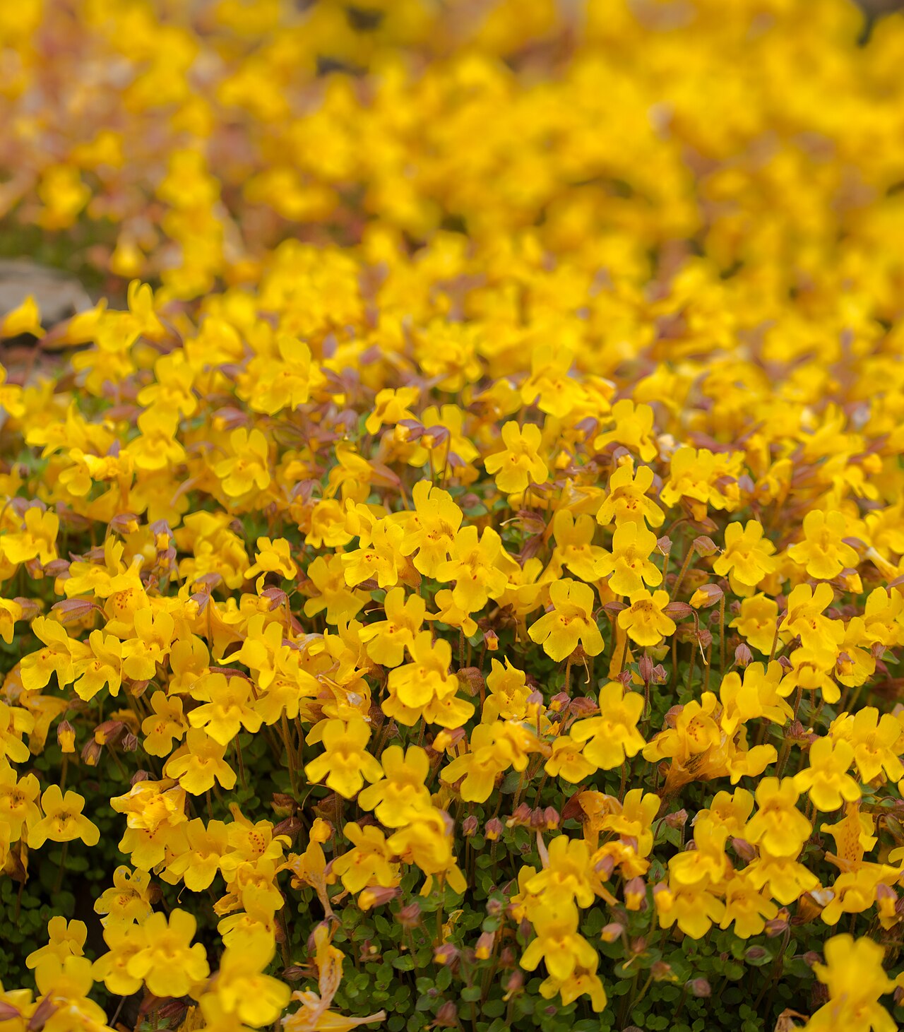 Erythranthe caespitosa: Large Mountain Monkey-flower