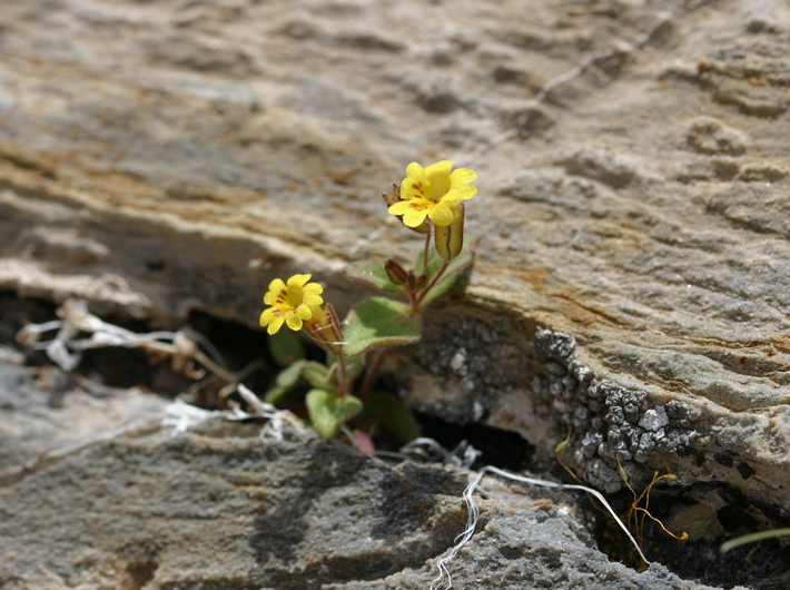 Erythranthe calcicola (Erythranthe calcicola)