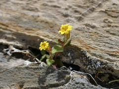 Erythranthe calcicola (Erythranthe calcicola)