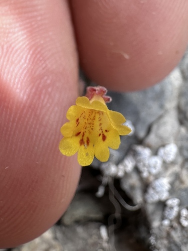 Erythranthe calcicola (Erythranthe calcicola)