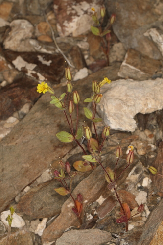 Erythranthe calcicola (Erythranthe calcicola)