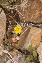 Erythranthe calcicola (Erythranthe calcicola)