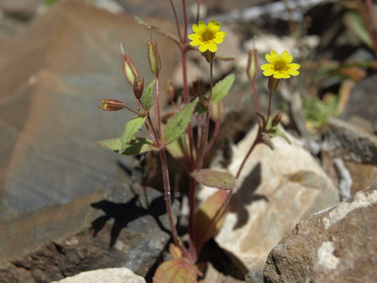 Erythranthe calcicola: limestone monkeyflower, Erythranthe calcicola, California, White Mountains, Deep Springs Valley drainage, elevation 1827 m (5995 ft). Limestone monkeyflower is