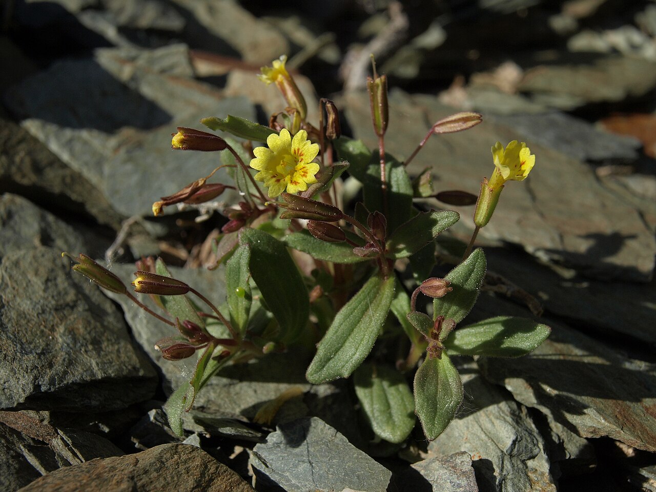 Erythranthe calcicola: limestone monkeyflower, Erythranthe calcicola, California, White Mountains, Coldwater Canyon, Chalfant Valley - Owens Valley drainage, elevation 1646 m (5400 ft