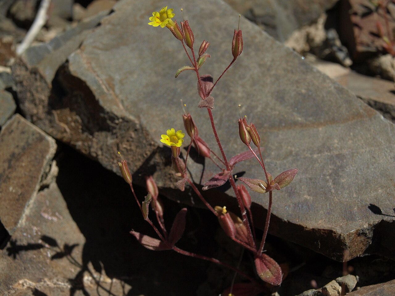 Erythranthe calcicola: limestone monkeyflower, Erythranthe calcicola, California, White Mountains, Deep Springs Valley drainage, elevation 1827 m (5995 ft). Limestone monkeyflower is