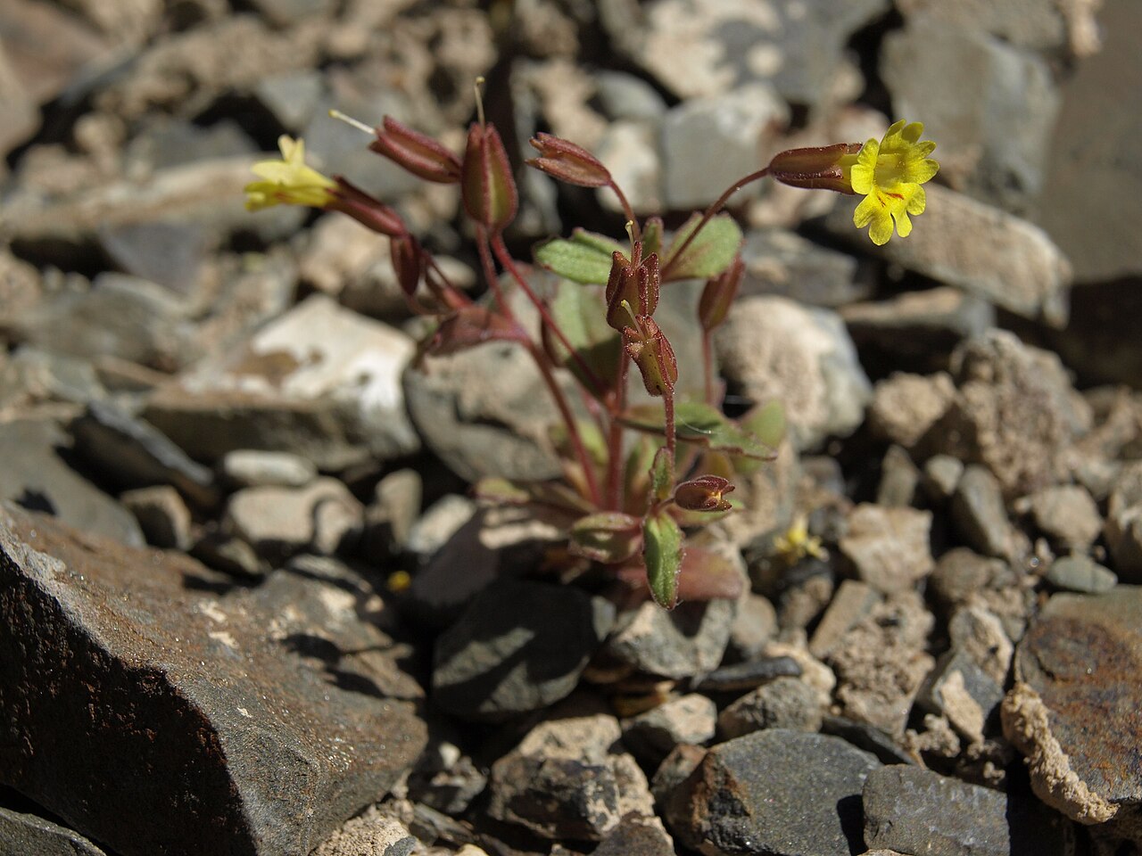 Erythranthe calcicola: limestone monkeyflower, Erythranthe calcicola, California, White Mountains, Deep Springs Valley drainage, elevation 1827 m (5995 ft). Limestone monkeyflower is