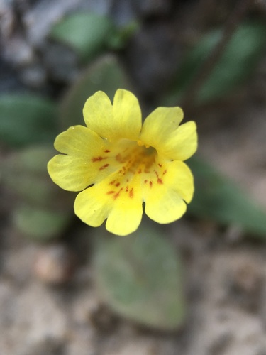 Erythranthe calcicola (Erythranthe calcicola)
