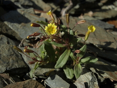 Erythranthe calcicola (Erythranthe calcicola)