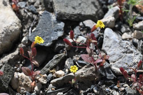 Erythranthe calcicola (Erythranthe calcicola)