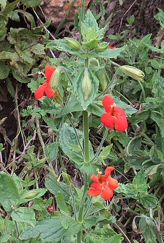 Scarlet monkeyflower: Scarlet monkeyflower (Mimulus cardinalis) stem, flowers, and leaves. At 8,400 ft (2,600 m) along Pine Creek trail, John Muir Wilderness, Sierra Nevada, Californ